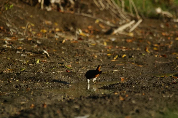 Beyaz göğüslü su tavuğu (Amaurornis phoenicurus), demiryolu ve krake familyasından Rallidae familyasına ait bir su kuşudur..