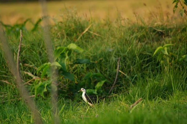 Amaurornis Phoenicurus Amaurornis Phoenicurus Est Oiseau Aquatique Famille Des Rallidae — Photo