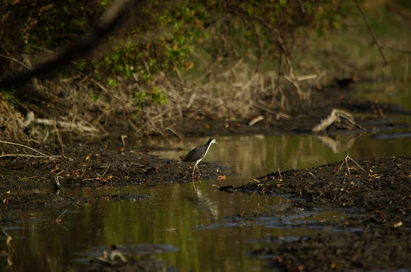 Amaurornis Phoenicurus Uma Ave Aquática Família Rallidae Que Amplamente Distribuída — Fotografia de Stock