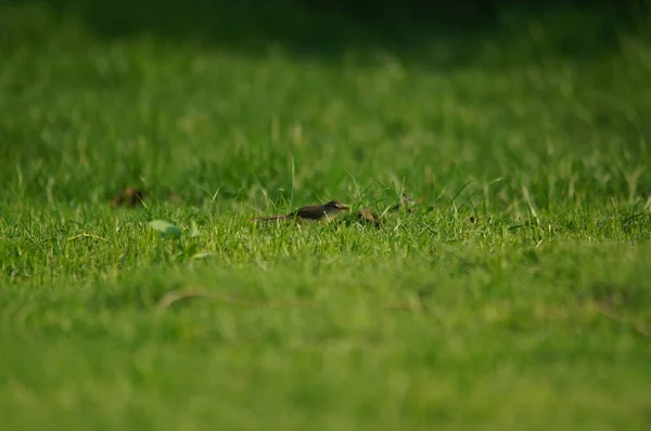 Tavallinen Prinssi Prinia Inornata Cisticolidae Heimoon Kuuluva Lintulaji Kaakkois Aasiassa — kuvapankkivalokuva