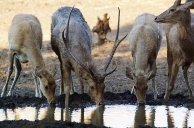 geyikler vahşi doğada, Javan rusa veya Sunda sambar 'dadır (Rusa timorensis)