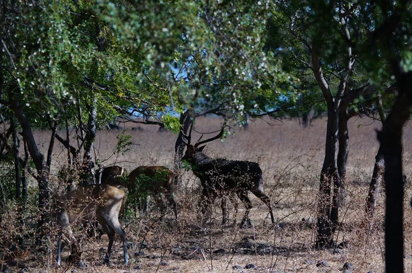 geyikler vahşi doğada, Javan rusa veya Sunda sambar 'dadır (Rusa timorensis)
