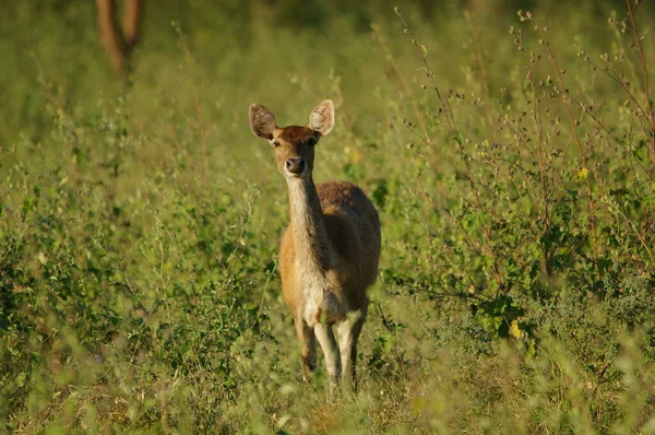 Cerfs Sont Dans Nature Sauvage Javan Rusa Sunda Sambar Rusa — Photo