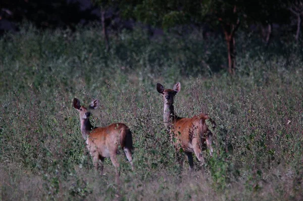 Cervi Sono Nel Deserto Javan Rusa Sunda Sambar Rusa Timorensis — Foto Stock