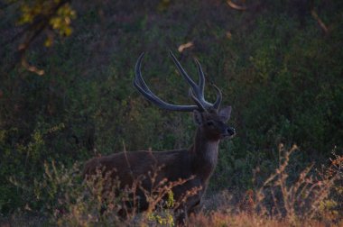 geyikler vahşi doğada, Javan rusa veya Sunda sambar 'dadır (Rusa timorensis)