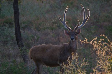 geyikler vahşi doğada, Javan rusa veya Sunda sambar 'dadır (Rusa timorensis)