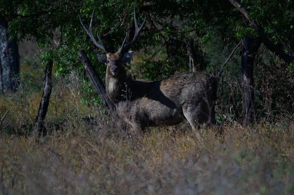 Cerfs Sont Dans Nature Sauvage Javan Rusa Sunda Sambar Rusa — Photo