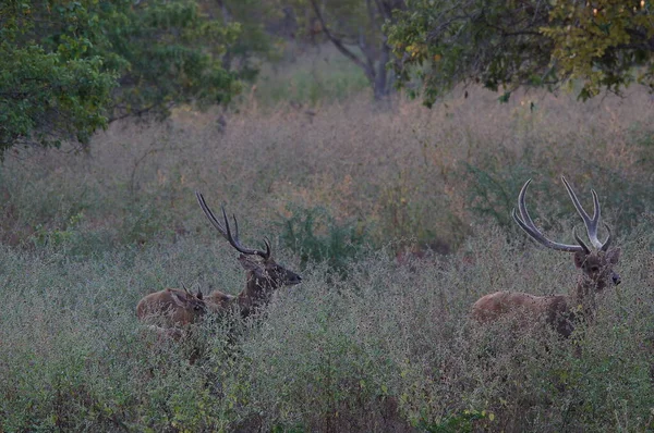 geyikler vahşi doğada, Javan rusa veya Sunda sambar 'dadır (Rusa timorensis)