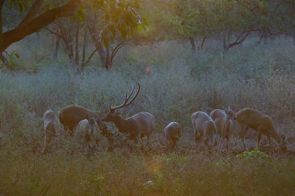 Herten Zijn Wildernis Javan Rusa Sunda Sambar Rusa Timorensis — Stockfoto