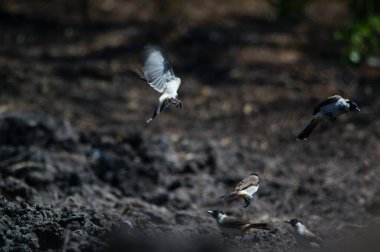 Sooty-head Bulbul (Pycnonotus aurigaster), Pycnonotidae familyasından öten bir kuş türü. Bu kuş bir ağaç dalına tünemiş..
