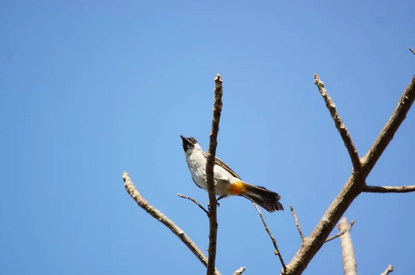 Pycnonotus Aurigaster Tipo Ave Família Pycnonotidae Este Pássaro Está Empoleirado — Fotografia de Stock