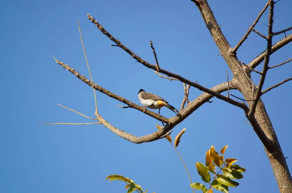 Koromfejű Bulbul Pycnonotus Aurigaster Pycnonotidae Törzsből Éneklő Madarak Egy Típusa — Stock Fotó