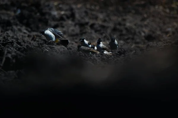 Sooty-head Bulbul (Pycnonotus aurigaster), Pycnonotidae familyasından öten bir kuş türü. Bu kuş bir ağaç dalına tünemiş..