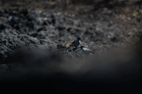 Sooty Head Bulbul Pycnonotus Aurigaster Вид Птахів Співають Племені Pycnonotidae — стокове фото