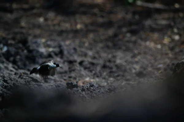 Sooty Επικεφαλής Bulbul Pycnonotus Aurigaster Είναι Ένα Είδος Πουλιών Που — Φωτογραφία Αρχείου