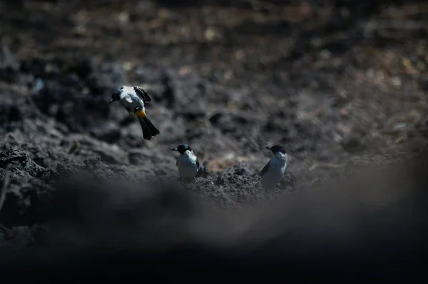 Sooty-head Bulbul (Pycnonotus aurigaster), Pycnonotidae familyasından öten bir kuş türü. Bu kuş bir ağaç dalına tünemiş..