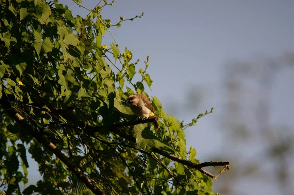 Rußkopf Bulbul Pycnonotus Aurigaster Ist Eine Art Von Vögeln Die — Stockfoto