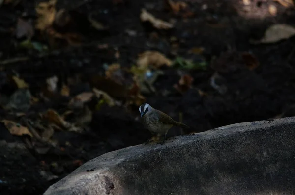 Rußkopf Bulbul Pycnonotus Aurigaster Ist Eine Art Von Vögeln Die — Stockfoto