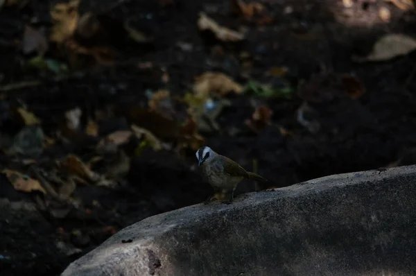 Pycnonotus Aurigaster Pycnonotus Aurigaster Est Type Oiseaux Chantant Tribu Des — Photo