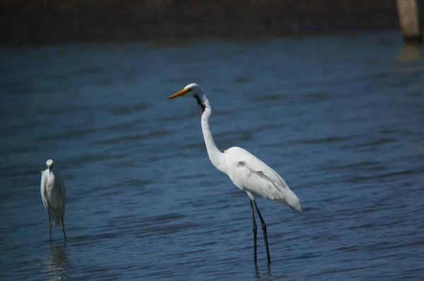 Silberreiher Suchte See Nach Nahrung Silberreiher Ardea Alba Ist Eine — Stockfoto