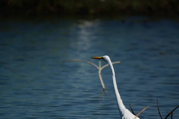 Silberreiher Suchte See Nach Nahrung Silberreiher Ardea Alba Ist Eine — Stockfoto