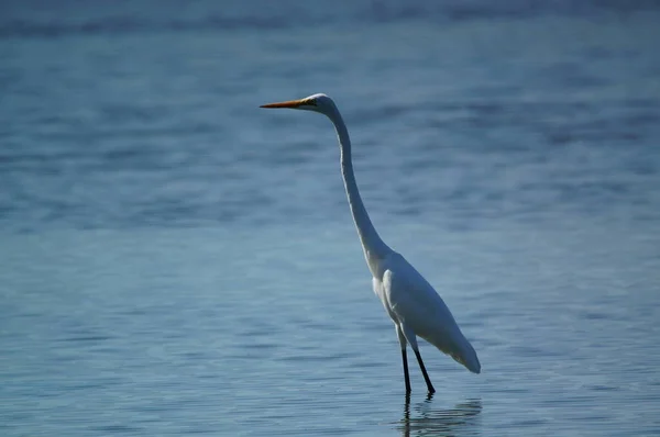 Silberreiher Suchte See Nach Nahrung Silberreiher Ardea Alba Ist Eine — Stockfoto