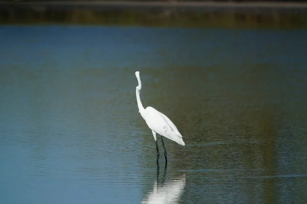 Silberreiher Suchte See Nach Nahrung Silberreiher Ardea Alba Ist Eine — Stockfoto