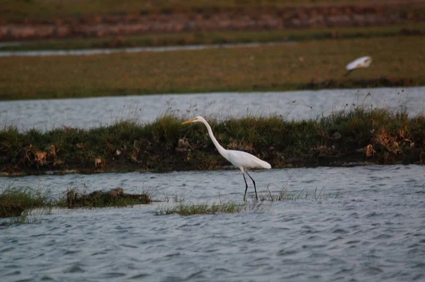 Nagy Egret Keresett Élelmiszer Tavon Nagy Egret Ardea Alba Egy — Stock Fotó