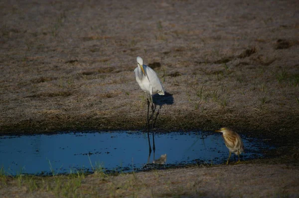 Büyük balıkçılgiller (Ardea alba), balıkçılgiller (Ardeidae) familyasından Egretta familyasından bir kuş türü..