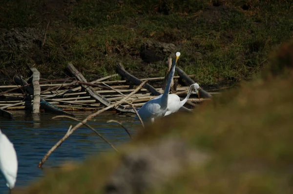 Great Egret Искал Пищу Озере Great Egret Ardea Alba Вид — стоковое фото