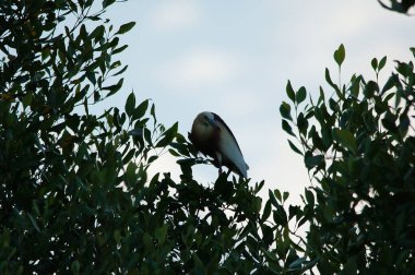 Javan havuzu mangrov ağacının ağaç dallarına tünemiş.