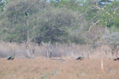 Erkek tavus kuşu ormanda.