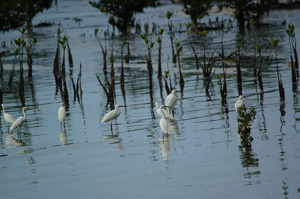 Pequena Egret Estão Procura Alimentos Rios Lagos — Fotografia de Stock