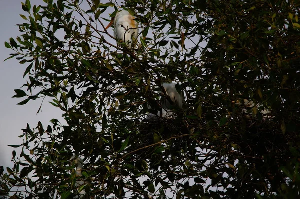Aigrette Bétail Perchée Sur Les Branches Des Arbres Mangrove — Photo