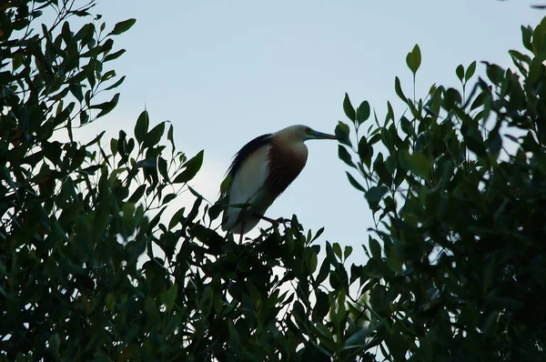 Javan havuzu mangrov ağacının ağaç dallarına tünemiş.