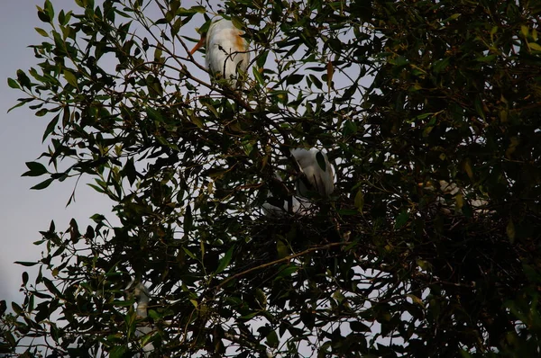 Gado Egret Empoleirado Galhos Árvore Árvore Mangue — Fotografia de Stock