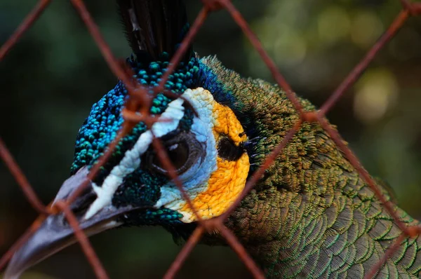 Erkek tavus kuşu ormanda.