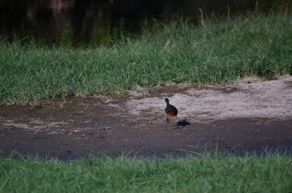 Weißbrust Wasserhühner Suchen Flussufer Nach Nahrung Weißbrust Wasserhenne Amaurornis Phoenicurus — Stockfoto