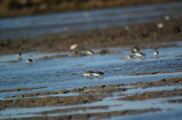 Ommon Pluvier Annelé Charadrius Hiaticula Dans Écosystème Reproduction Typique Charadrius — Photo