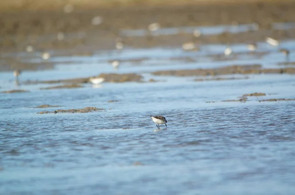 Ommon Pluvier Annelé Charadrius Hiaticula Dans Écosystème Reproduction Typique Charadrius — Photo