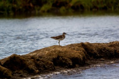 Su kuşu Sandpiper. Yeşil doğa geçmişi. Yaygın Çulluk. Actitis hipoleucos.