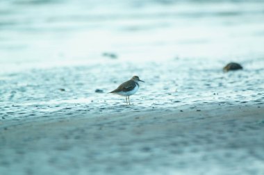 Su kuşu Sandpiper. Yeşil doğa geçmişi. Yaygın Çulluk. Actitis hipoleucos.