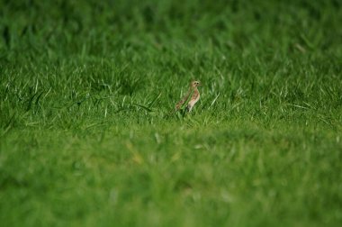Avustralya pipiti (Anthus novaeseelandiae) Avustralya, Yeni Zelanda ve Yeni Gine 'de yaşayan oldukça küçük bir kuş türüdür.. 
