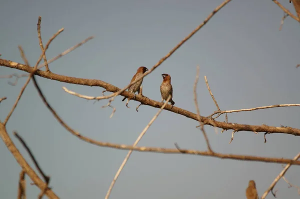Eurasian Tree Sparrow Passer Montanus Είναι Ένα Είδος Πουλιών Που — Φωτογραφία Αρχείου