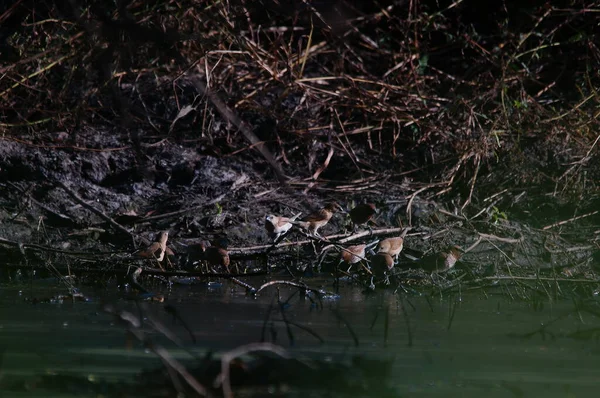 Avrasya Ağaç Serçesi (