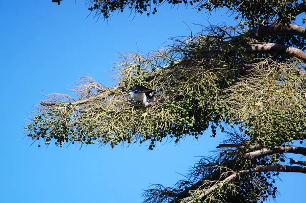 Theoriental Pied Hornbill Anthracoceros Albirostris Druh Považován Jeden Nejmenších Nejčastějších — Stock fotografie