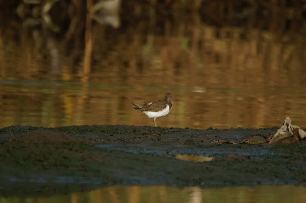 Aves Acuáticas Sandpiper Fondo Naturaleza Verde Aves Flautista Arena Común — Foto de Stock