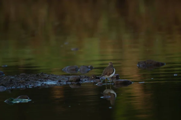 Ptaszek Wodny Sandpiper Zielona Przyroda Ptaszek Zwyczajny Zapalenie Stawów Kręgosłupa — Zdjęcie stockowe