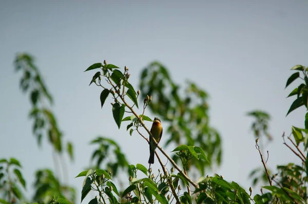 ブルーテール イーター Merops Philippinus メロプス属のミツバチ科メロピナス属 Merops Eater Family Meropidae の鳥です — ストック写真
