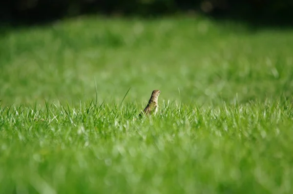 Der Australasiatische Pipit Anthus Novaeseelandiae Ist Ein Relativ Kleiner Landvogel — Stockfoto